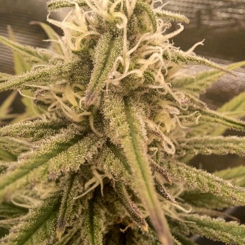 Blueberry #1 Fem growlog timeline photo
