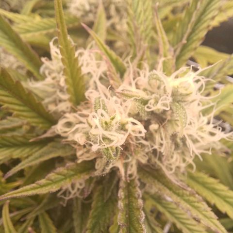 Blueberry #2 Fem growlog timeline photo