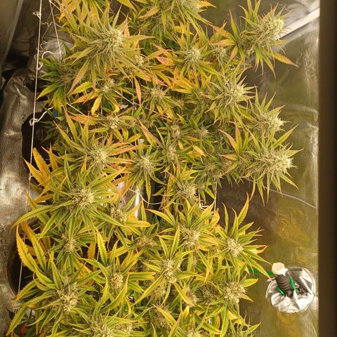Blueberry #1 Fem growlog timeline photo