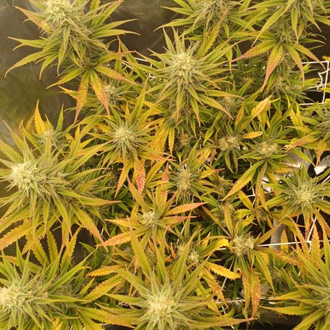 Blueberry #1 Fem growlog photo: The reds coming in