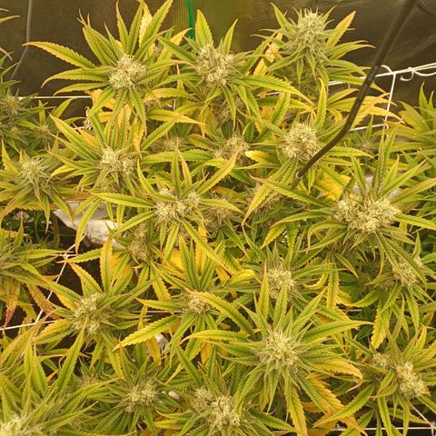 Blueberry #2 Fem growlog timeline photo