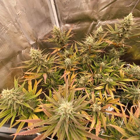 Blueberry #1 Fem growlog timeline photo