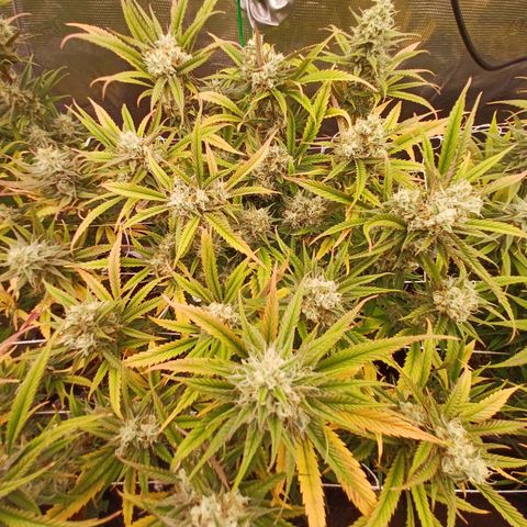 Blueberry #2 Fem growlog timeline photo