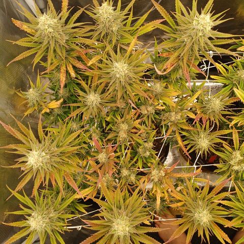 Blueberry #1 Fem growlog timeline photo
