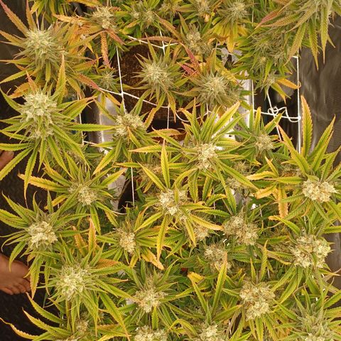 Blueberry #2 Fem growlog timeline photo