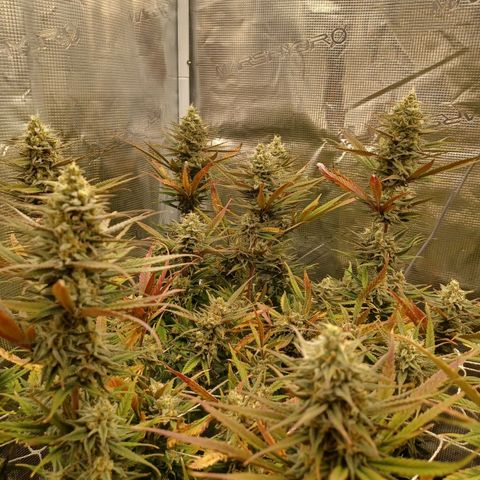 Blueberry #1 Fem growlog timeline photo