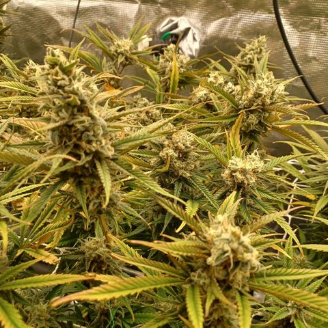 Blueberry #2 Fem growlog timeline photo