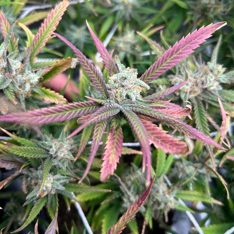 Blueberry #1 Fem growlog timeline photo
