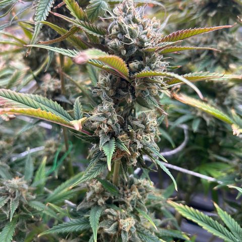 Blueberry #2 Fem growlog timeline photo