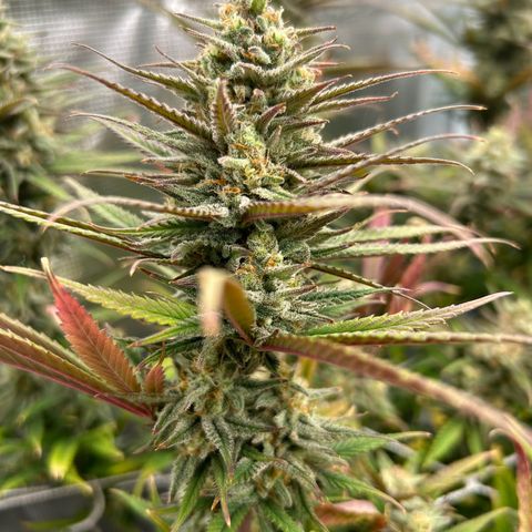 Blueberry #1 Fem growlog timeline photo