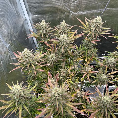 Blueberry #1 Fem growlog timeline photo