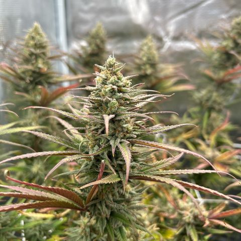 Blueberry #1 Fem growlog timeline photo