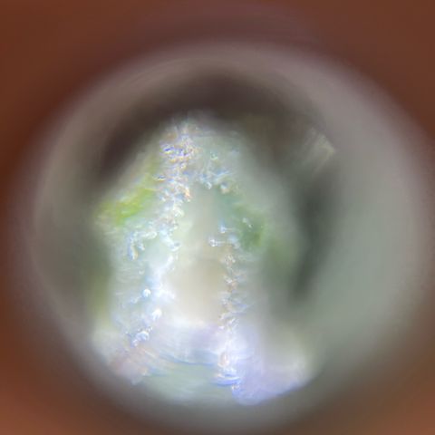 Blueberry #1 Fem growlog timeline photo