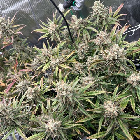 Blueberry #2 Fem growlog timeline photo