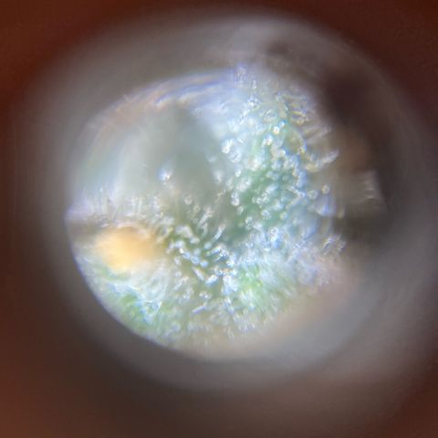 Blueberry #2 Fem growlog timeline photo