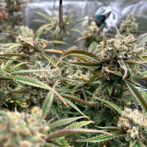 Blueberry #2 Fem growlog timeline photo