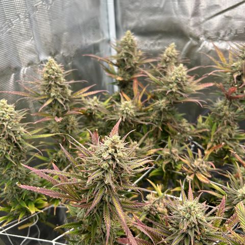 Blueberry #1 Fem growlog timeline photo