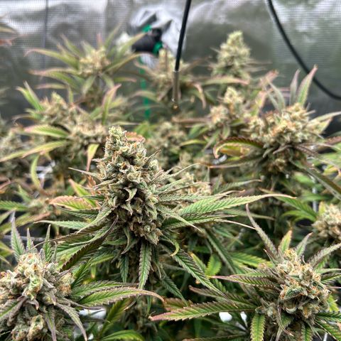 Blueberry #2 Fem growlog timeline photo