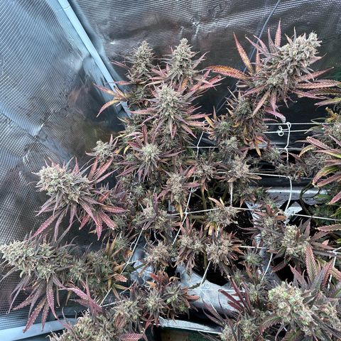 Blueberry #1 Fem growlog timeline photo