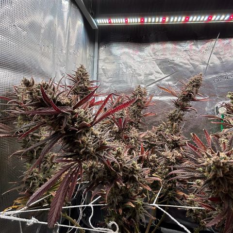 Blueberry #1 Fem growlog timeline photo