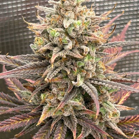 Blueberry #1 Fem growlog timeline photo