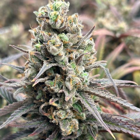 Blueberry #2 Fem growlog timeline photo