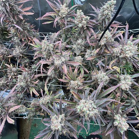 Blueberry #2 Fem growlog timeline photo