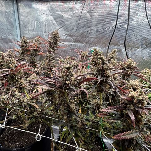 Blueberry #2 Fem growlog timeline photo