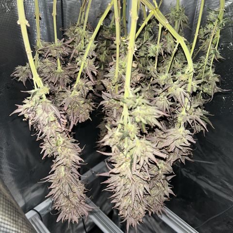Blueberry #1 Fem growlog timeline photo