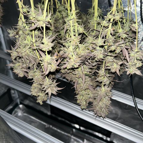 Blueberry #2 Fem growlog timeline photo