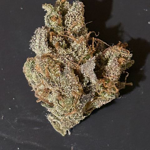 Blueberry #2 Fem growlog timeline photo