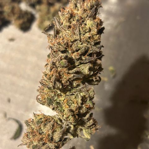Blueberry #2 Fem growlog timeline photo