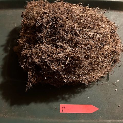 Blueberry #2 Fem growlog timeline photo