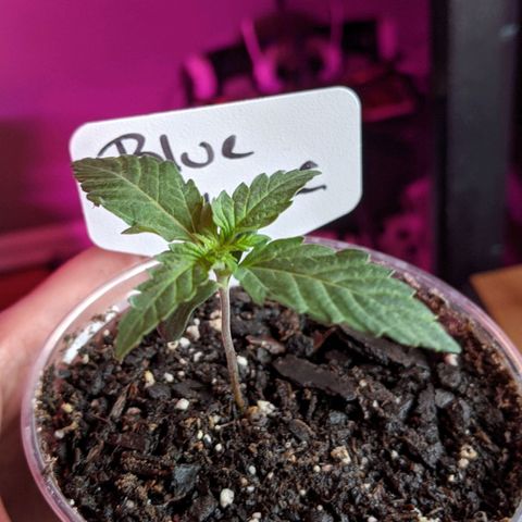 Blue Cheese  growlog photo: 3 nodes, second set of leaves has three fingers 