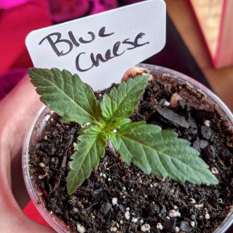Blue Cheese  growlog photo: 3 nodes, second set of leaves has three fingers 