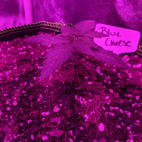Blue Cheese  growlog timeline photo