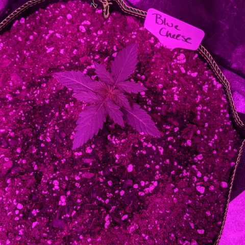 Blue Cheese  growlog timeline photo