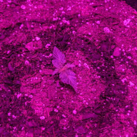 Critical Purple  growlog timeline photo