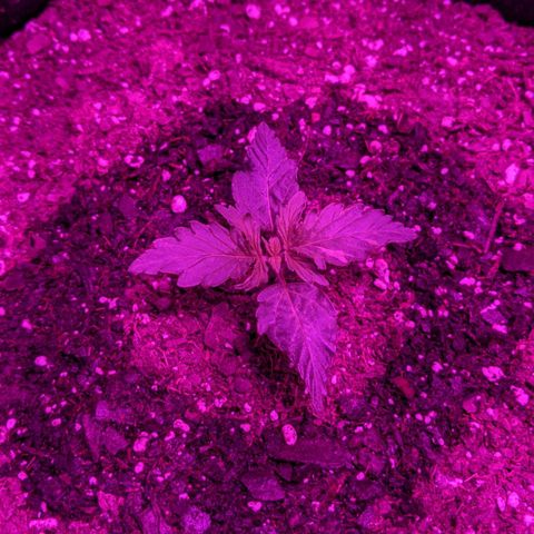 Critical Purple  growlog photo: More new growth 