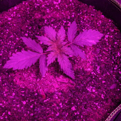 Critical Purple  growlog timeline photo