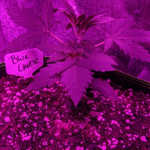 Blue Cheese  growlog photo: LST for lower nodes 