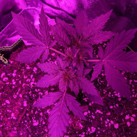 Blue Cheese  growlog photo: LST for lower nodes 