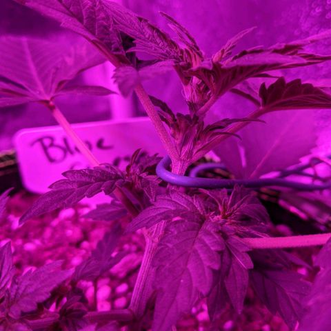 Blue Cheese  growlog photo: Female plant 
