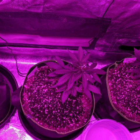 Blue Cheese  growlog timeline photo