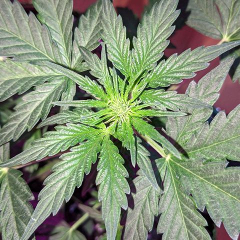 Blue Cheese  growlog photo: Flowering 