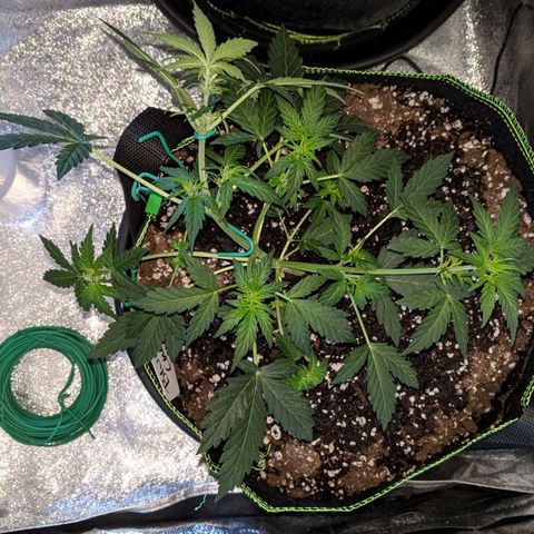 Blue Cheese  growlog photo: LST 