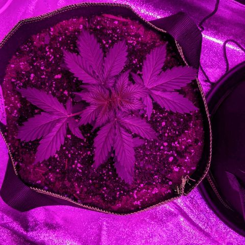 Critical Purple  growlog photo: Not much inside growth but she is getting taller vertical more space between nodes 