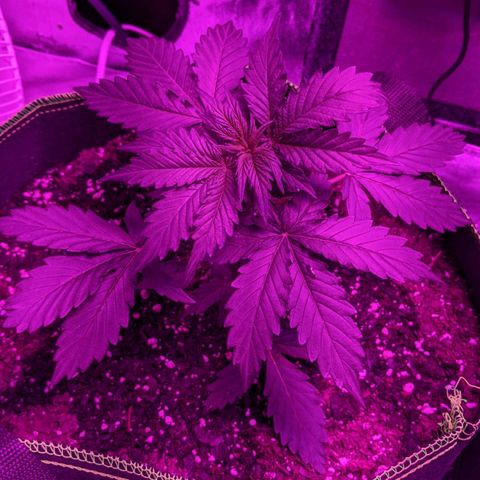 Critical Purple  growlog timeline photo