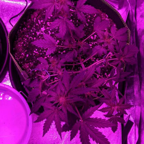 Blue Cheese  growlog timeline photo
