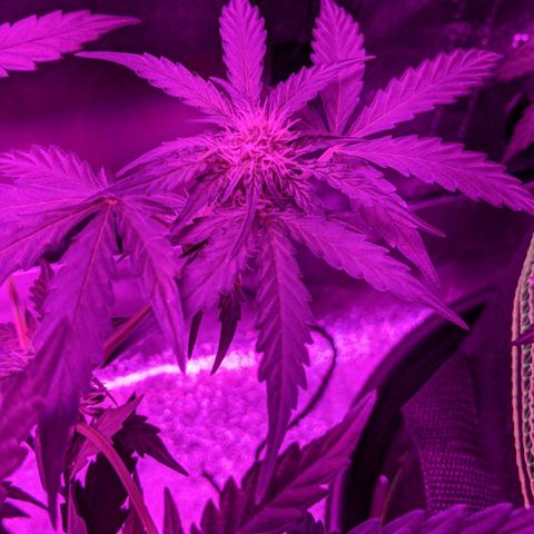 Blue Cheese  growlog photo: Top bud